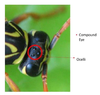 Figure 1: Insect Compound Eye and Ocelli 