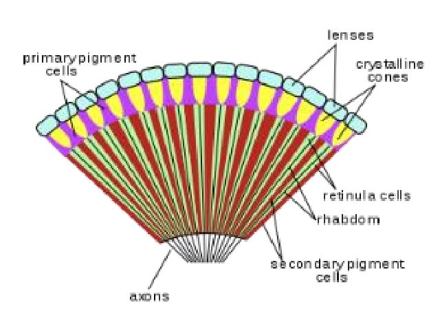 Figure 2: Structure of Compound Eye