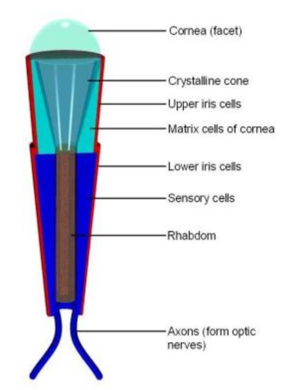 Figure 3: Structure of Ommatidium 