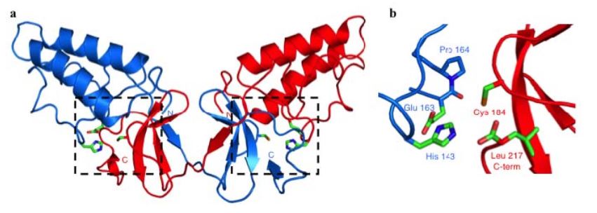Figure 2. Crystal Structure of the NS2 Protease Domain