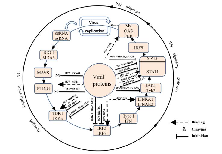Figure 2. Suppression of type I IFN production by Flaviviridae viruses