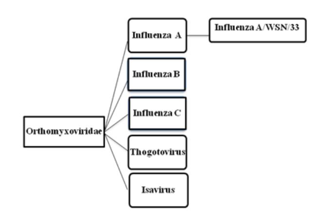 Figure 2.1: Taxonomy of Orthomyxoviruses