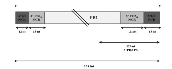 Figure 3.1: Schematic representation of wt PB2 vRNA of WSN virus