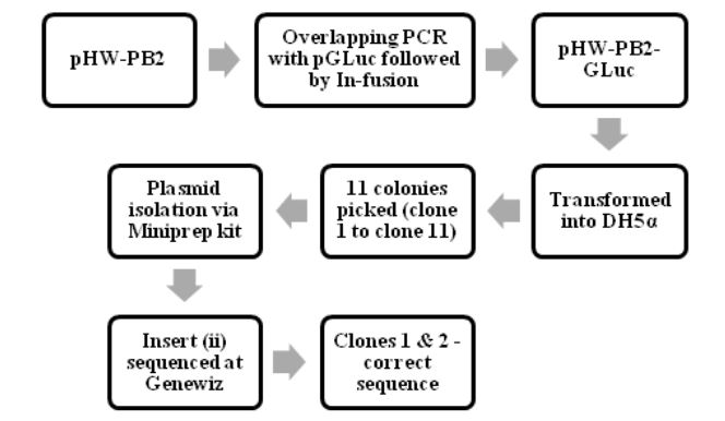 Figure 4.1: The process of making pHW-PB2-GLuc and cloning it into E.coli cells