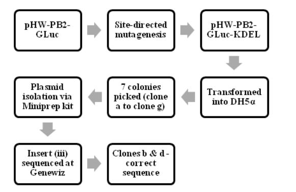 Figure 4.2: The process of making pHW-PB2-GLuc-KDEL and cloning it into E.coli cells