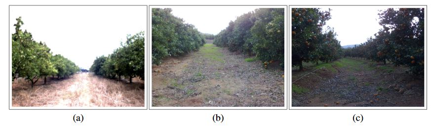 Figure 1. Image captured at an orange grove placed in Castell on (Spain)